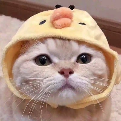 Dewi Sartika avatar